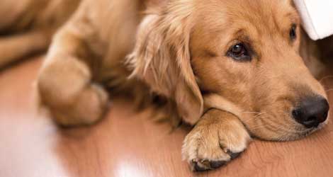 Why-Wood-Floors-Are-Best-For-Kids-And-Pets